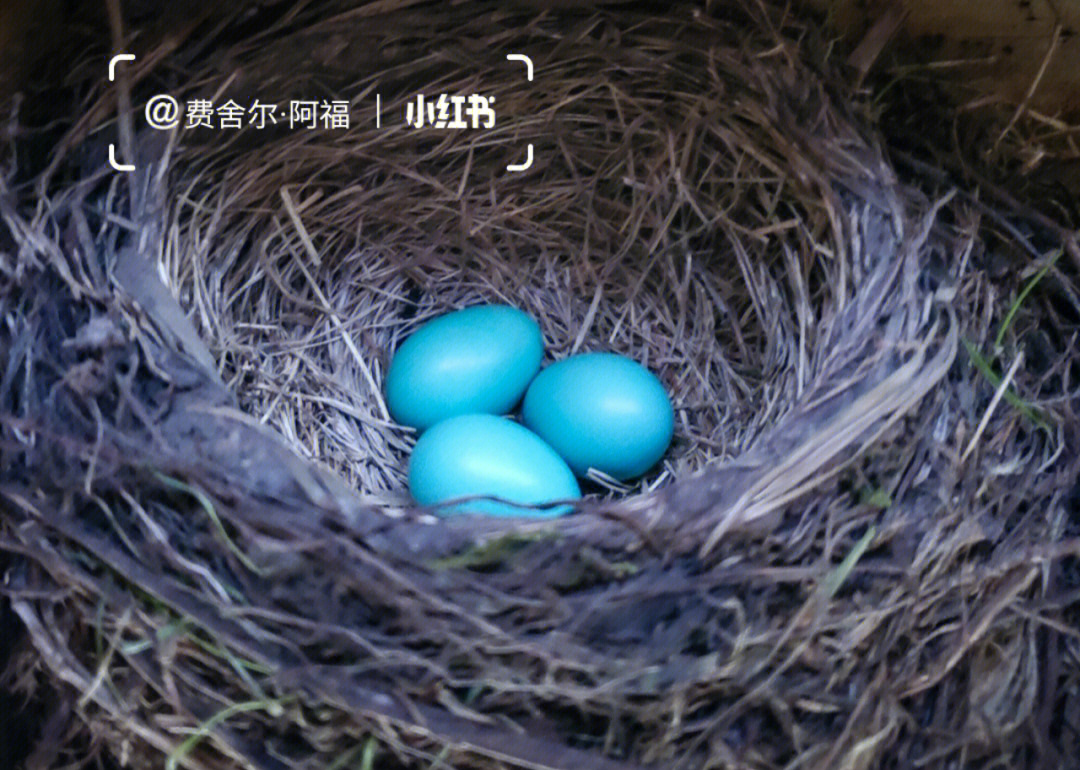 青色的鸟蛋图片