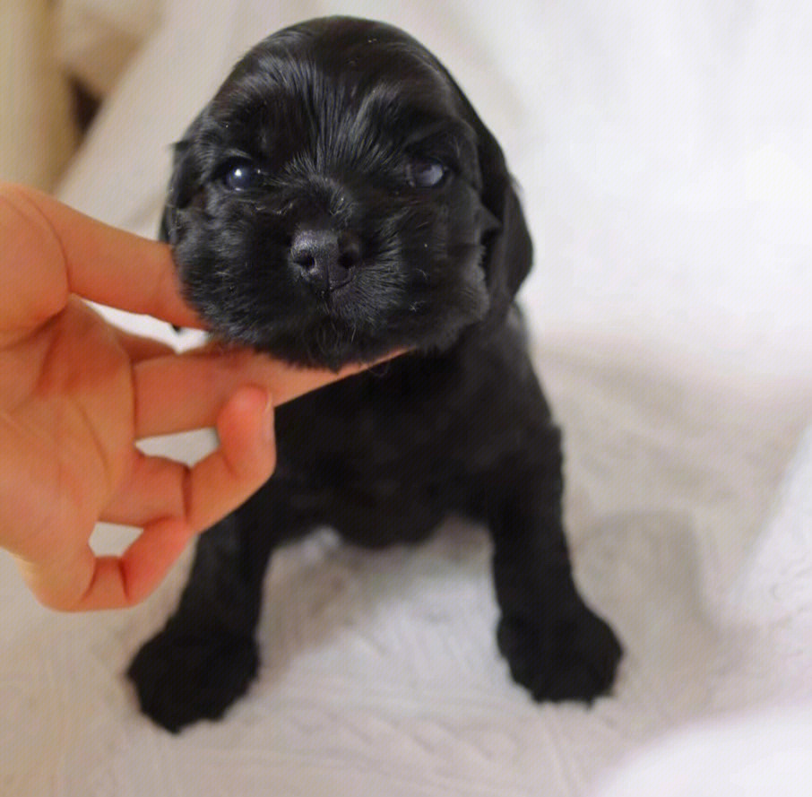 可卡幼犬二个月照片图片