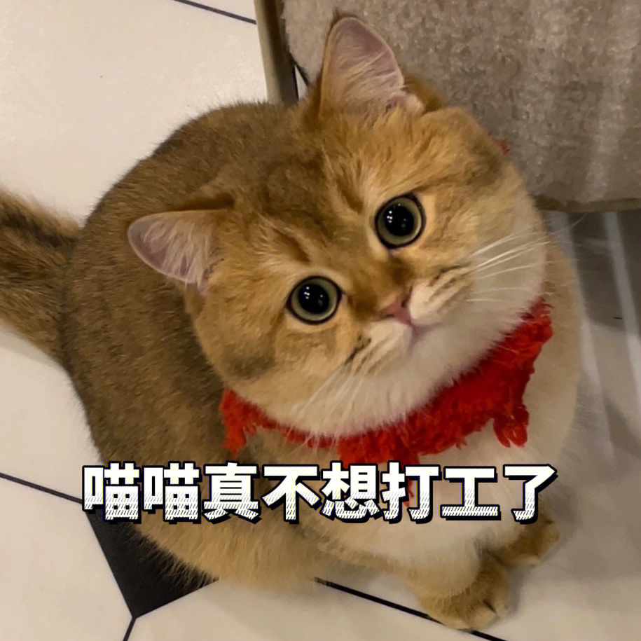 猫咪表情包#金渐层