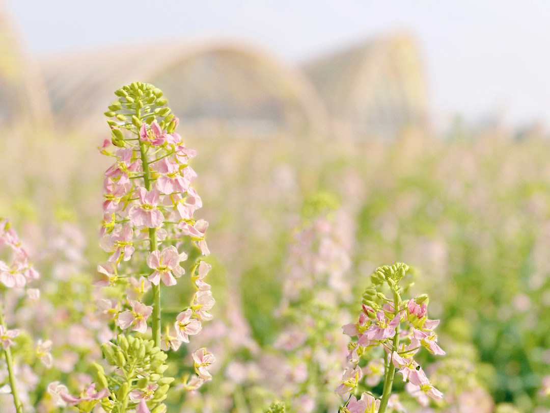 五颜六色的油菜花花