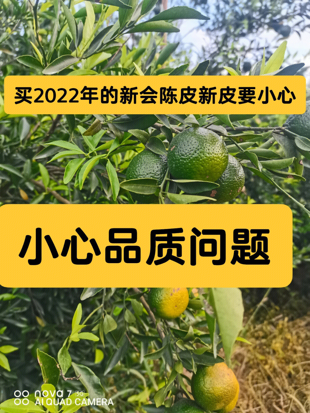 2022年的新会新柑皮要注意品质问题