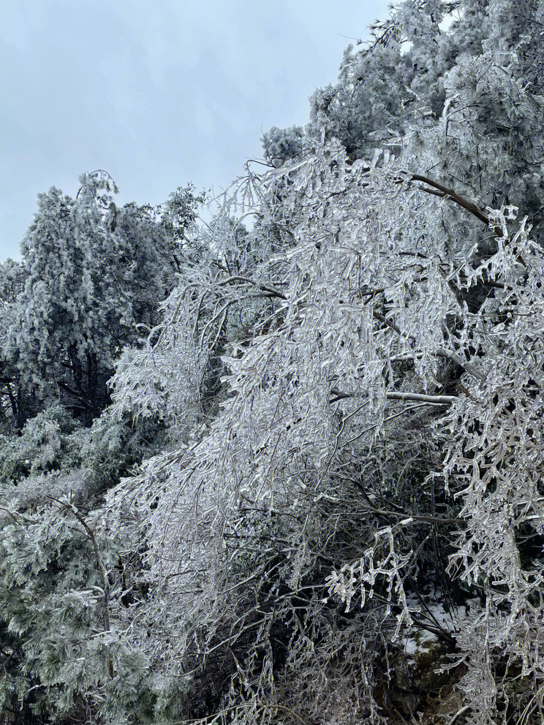 大寺基滑雪场图片