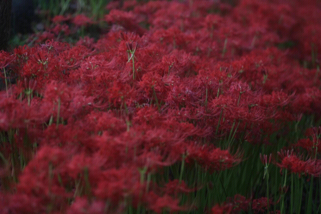 曼珠沙华花海