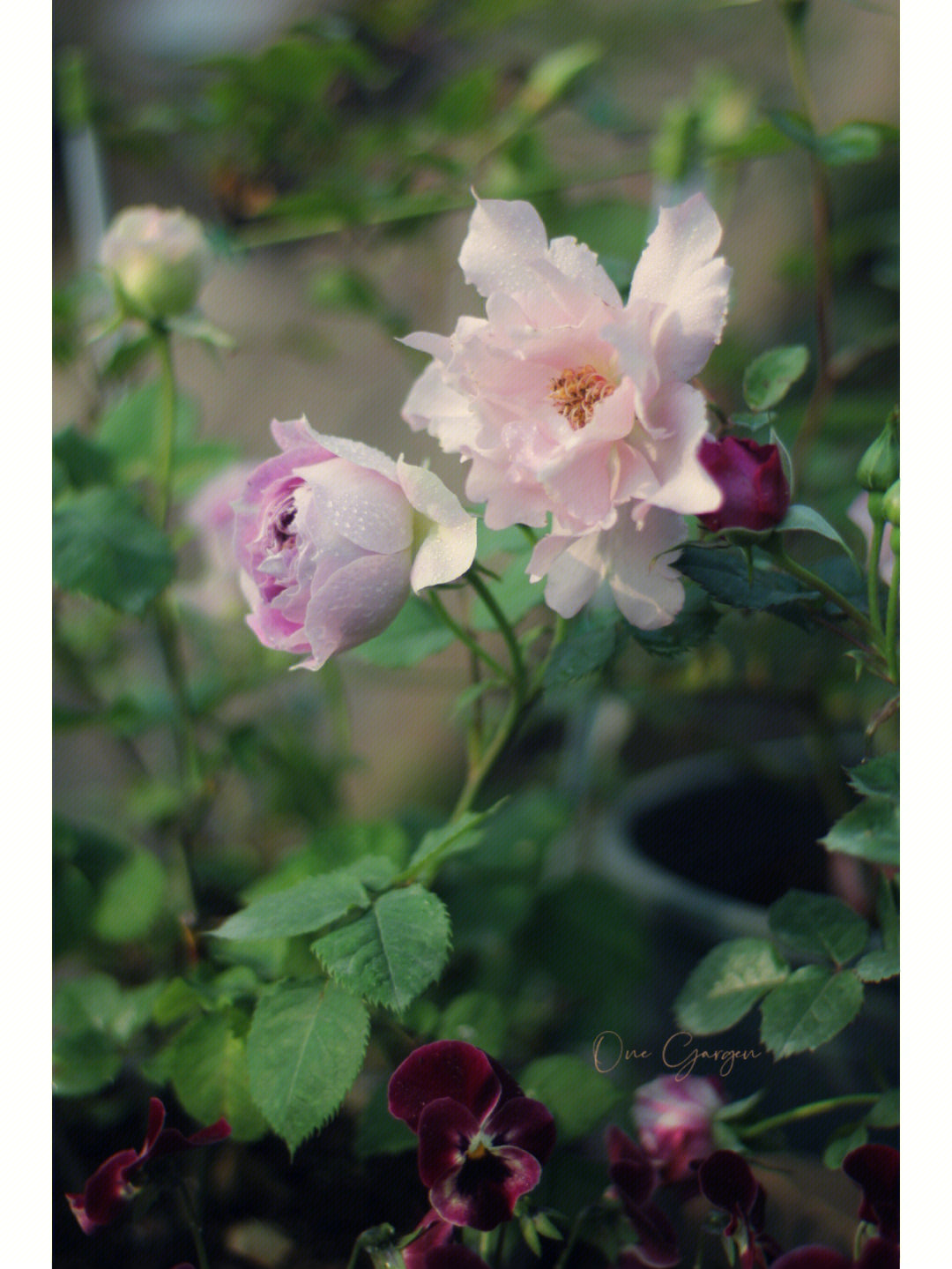 月季花资料简介图片