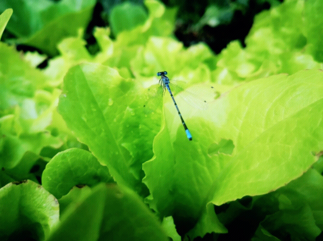 google lens 帮我识别我的小小菜园中,一只蓝蜻蜓在生菜叶子上歇息,黑