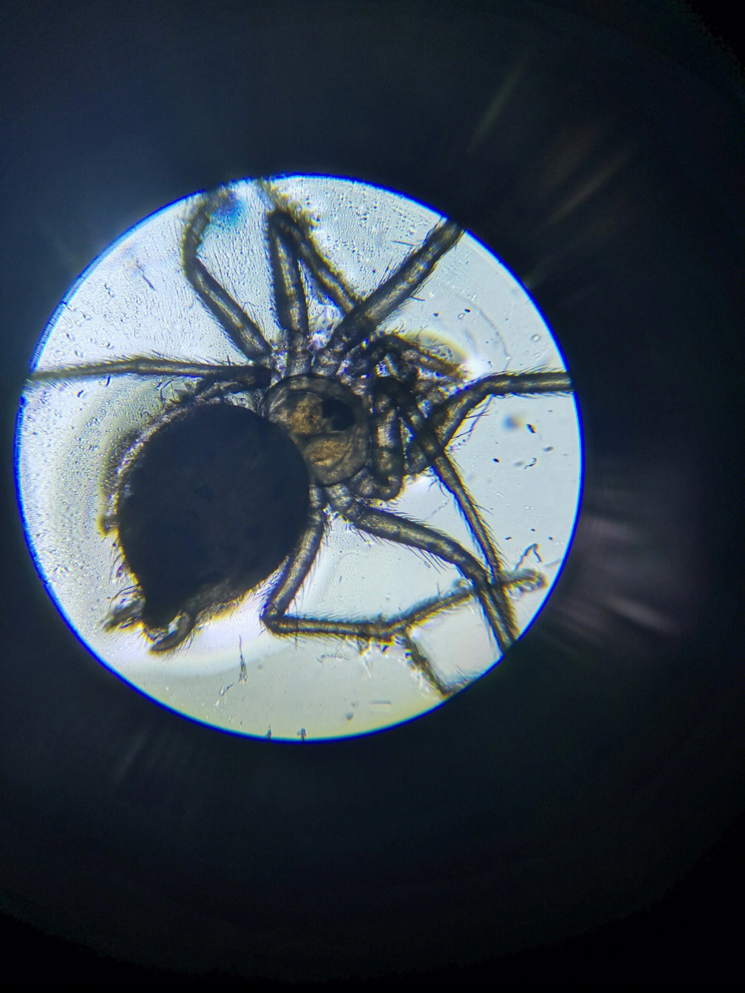 显微镜下的蜘蛛图片