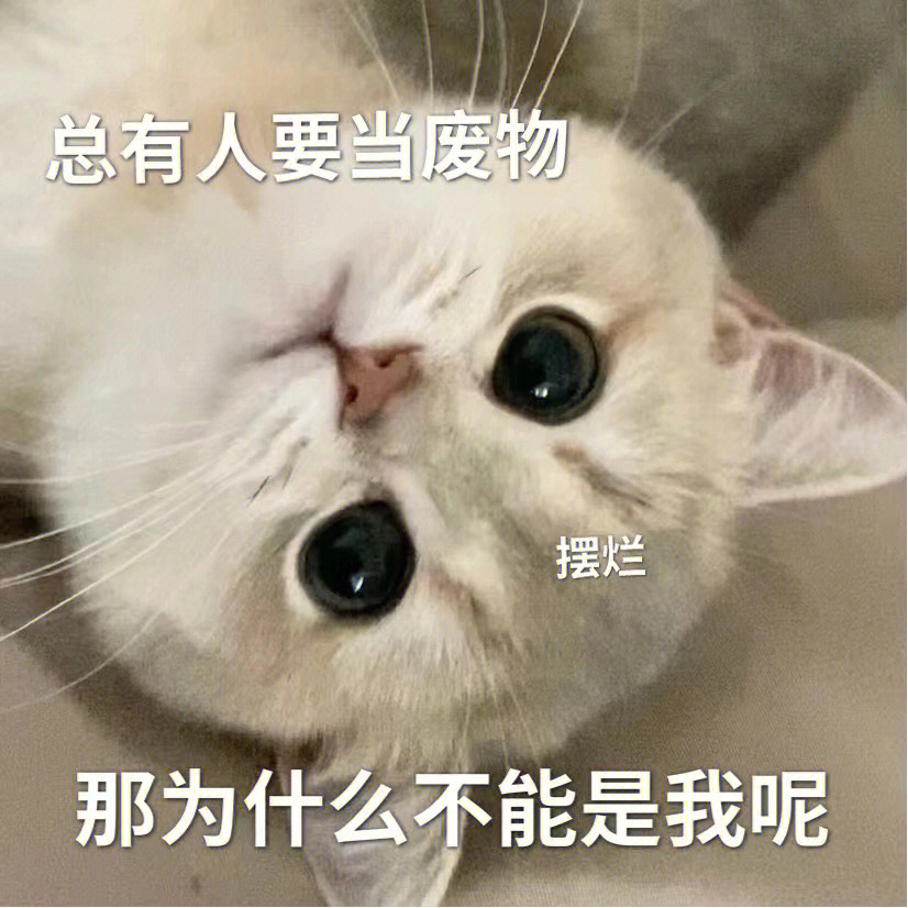 摆烂小猫咪表情包