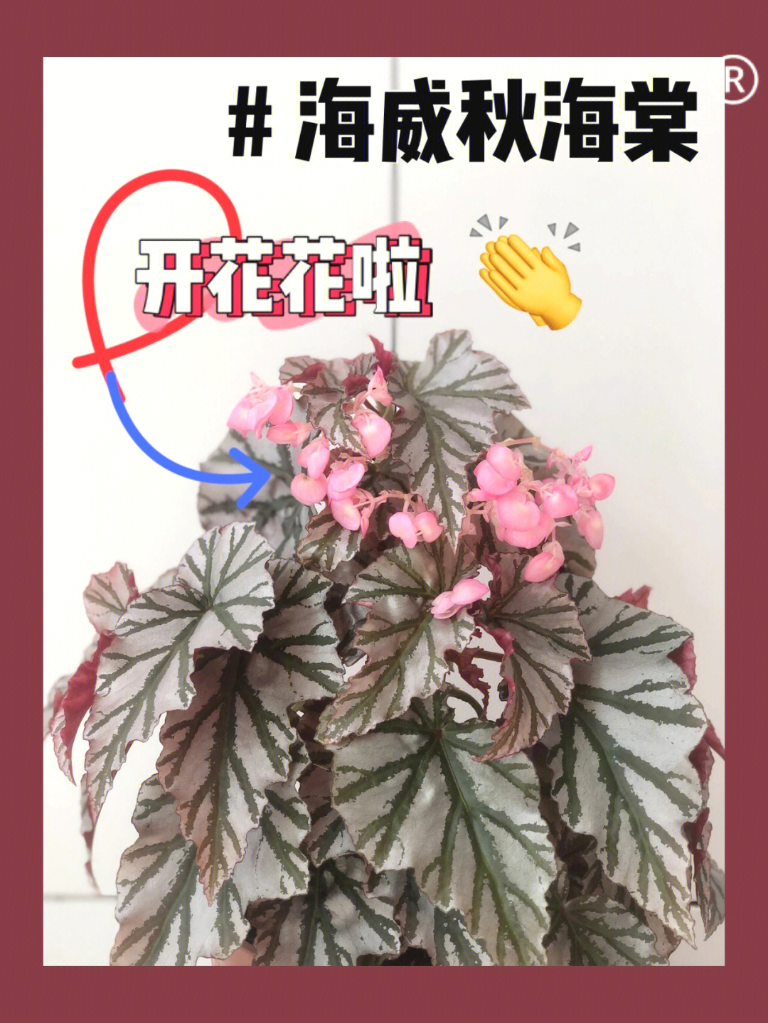 标题如图海威秋海棠开花啦