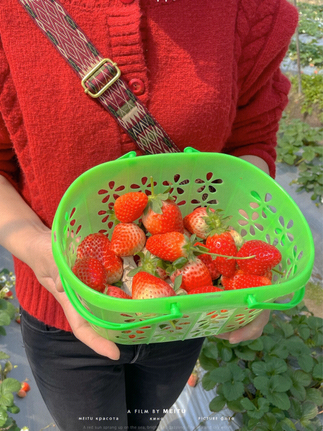 厦门岛内也摘草莓耶