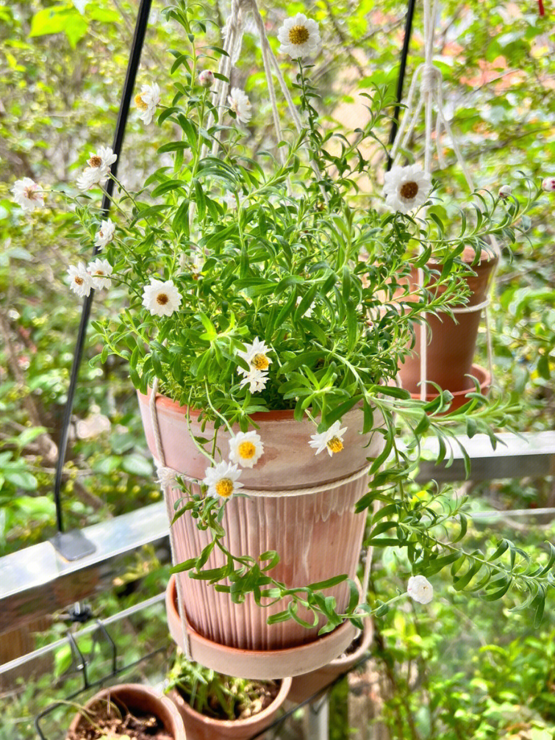 花簪鳞托菊图片