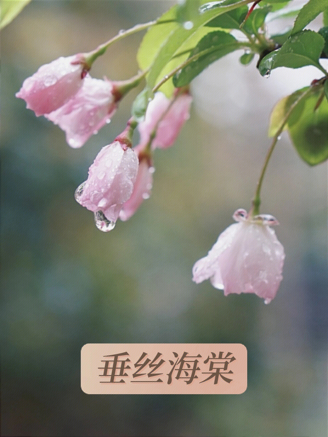 垂丝海棠花的描写图片