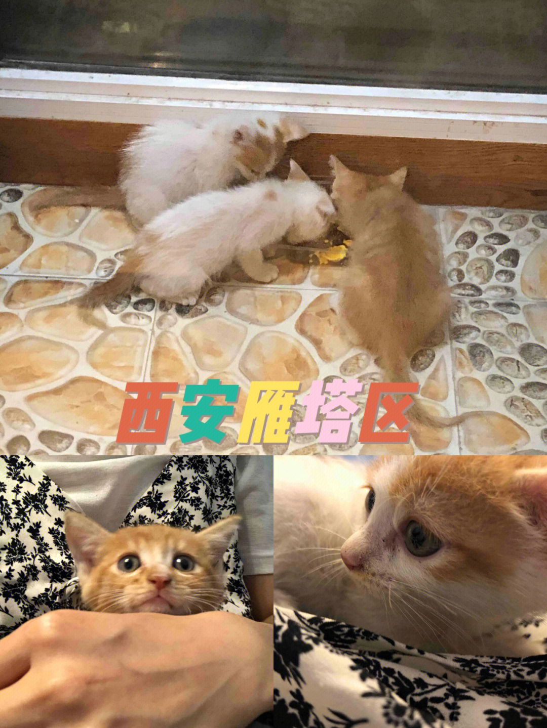 西安流浪猫收养中心图片