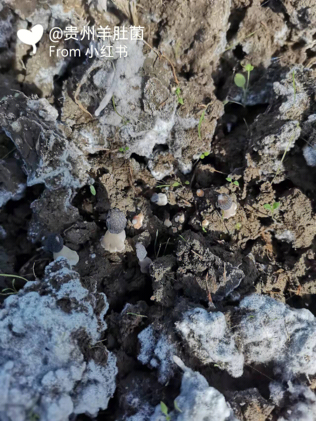菌丝体阶段不需要光照,这时候可以盖上地膜,能够起到保温保湿防止杂草