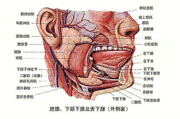 嘴巴内部结构图解剖图图片