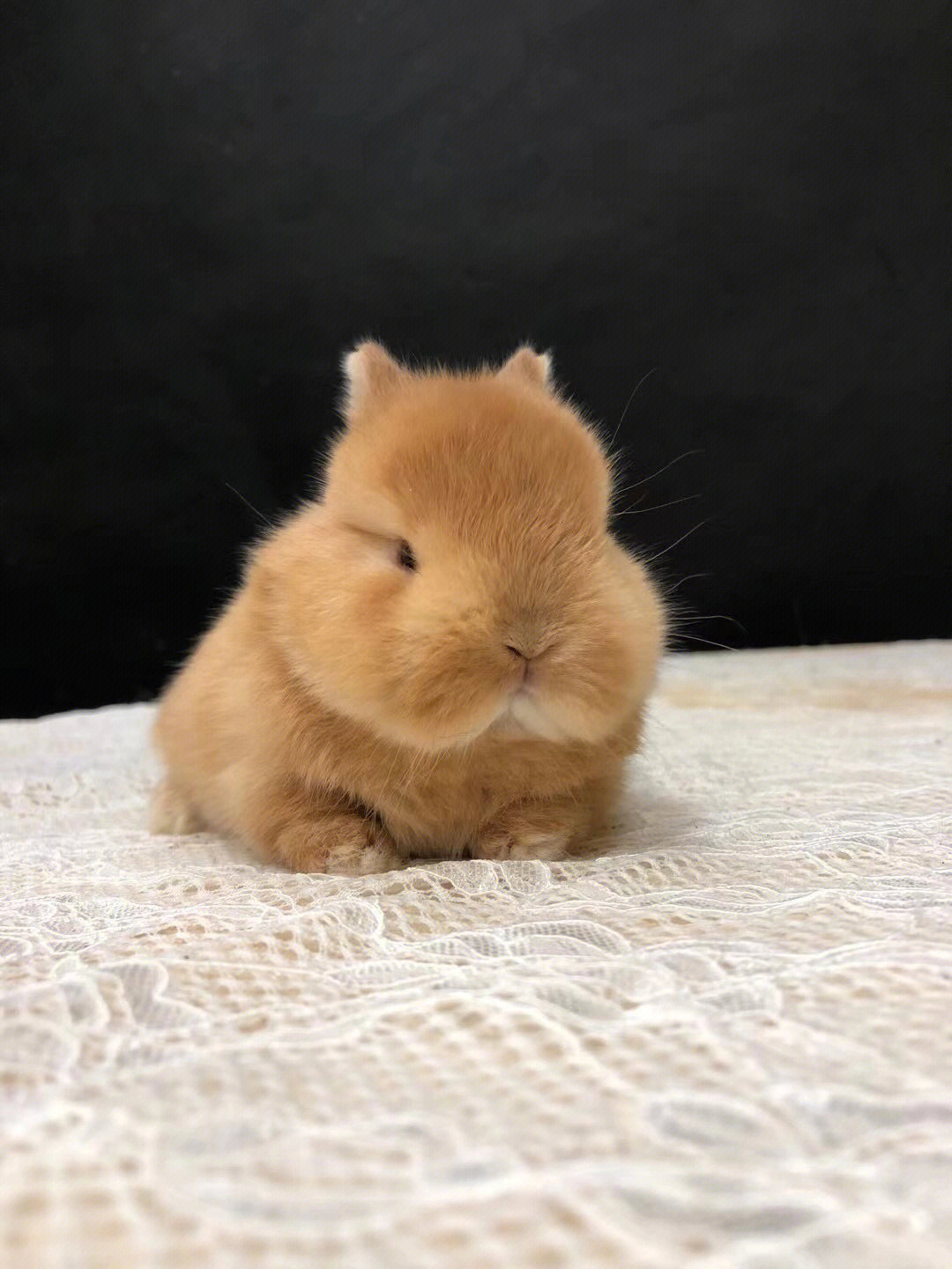 德州bunny兔图片