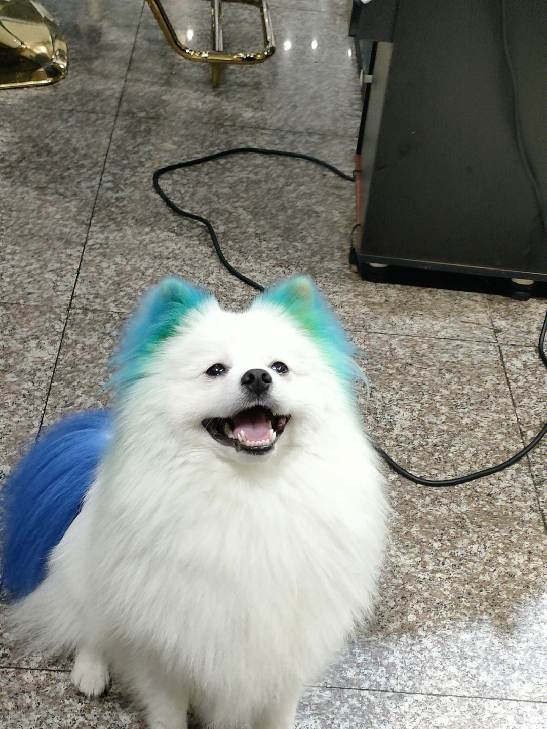 博美犬染色造型图片集图片