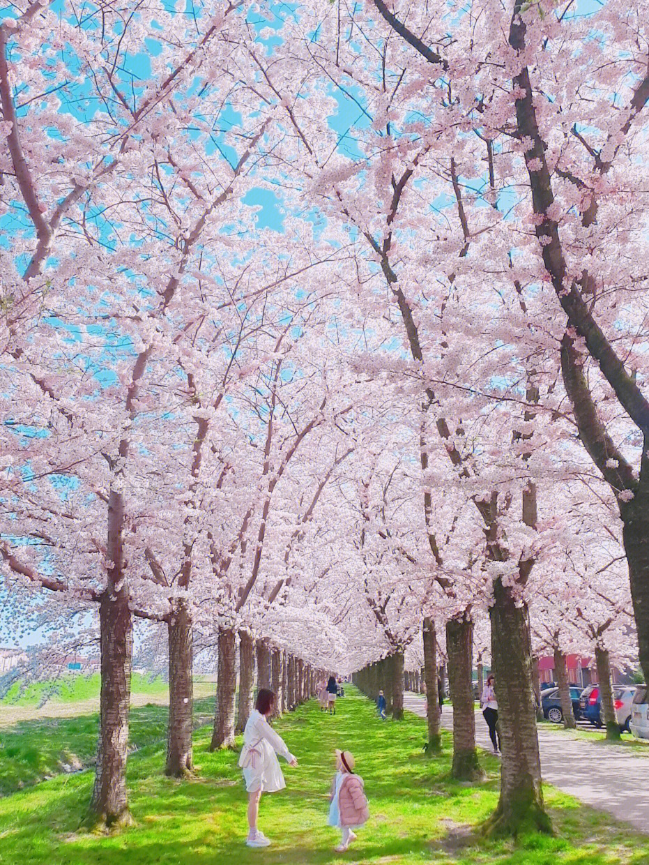 荷兰不输日本的樱花大道早春浪漫日本樱