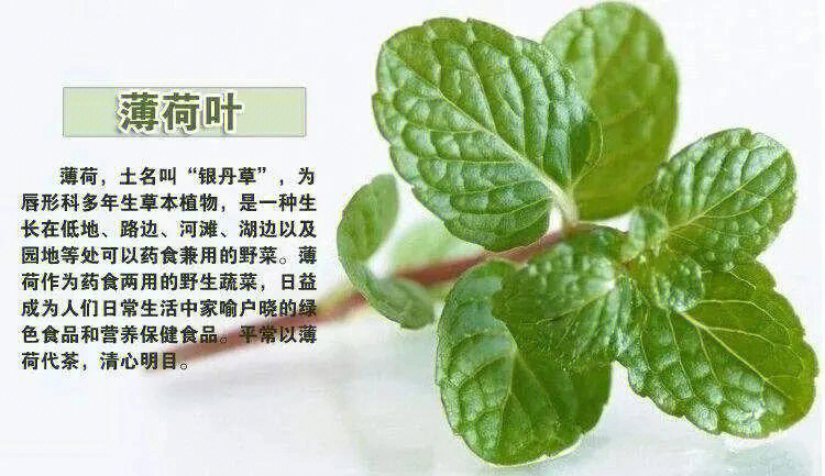 薄荷菜 食用方法图片