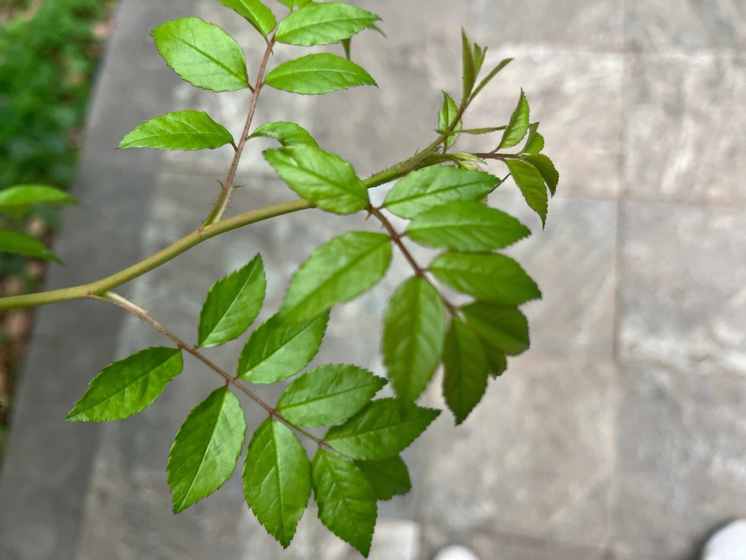 木香花图片叶子图片