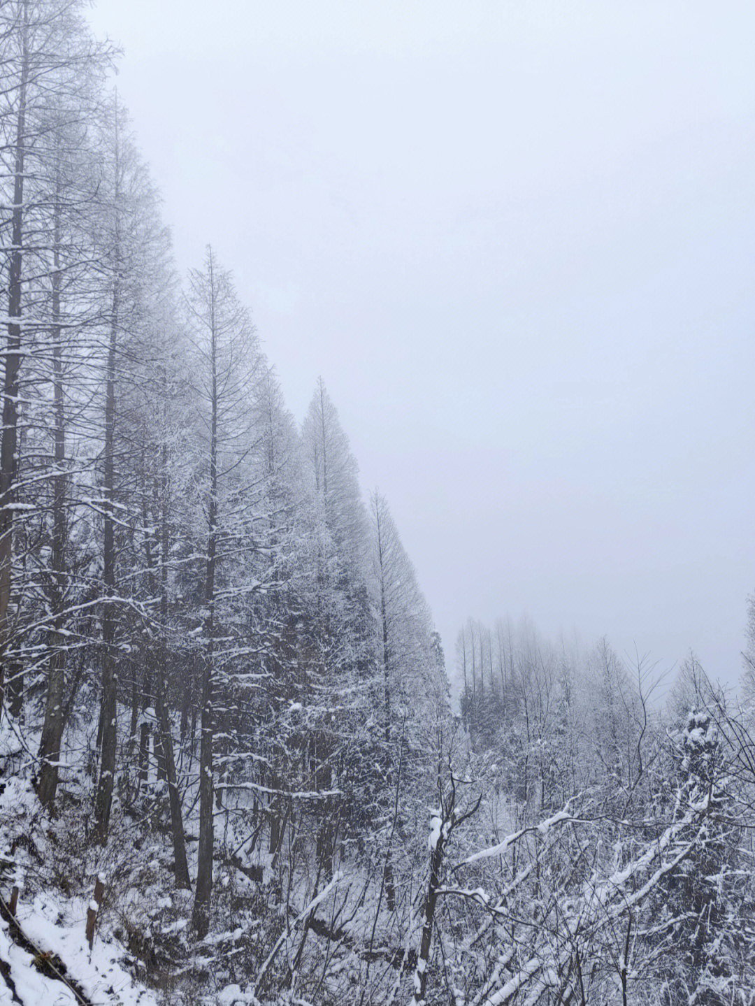 成都周边回龙沟耍雪一日游