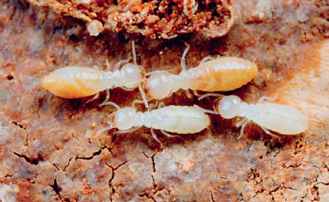 白蚂蚁也就是白蚁,是大家熟悉的一种害虫,它们跟蚂蚁不一样,白蚁会短