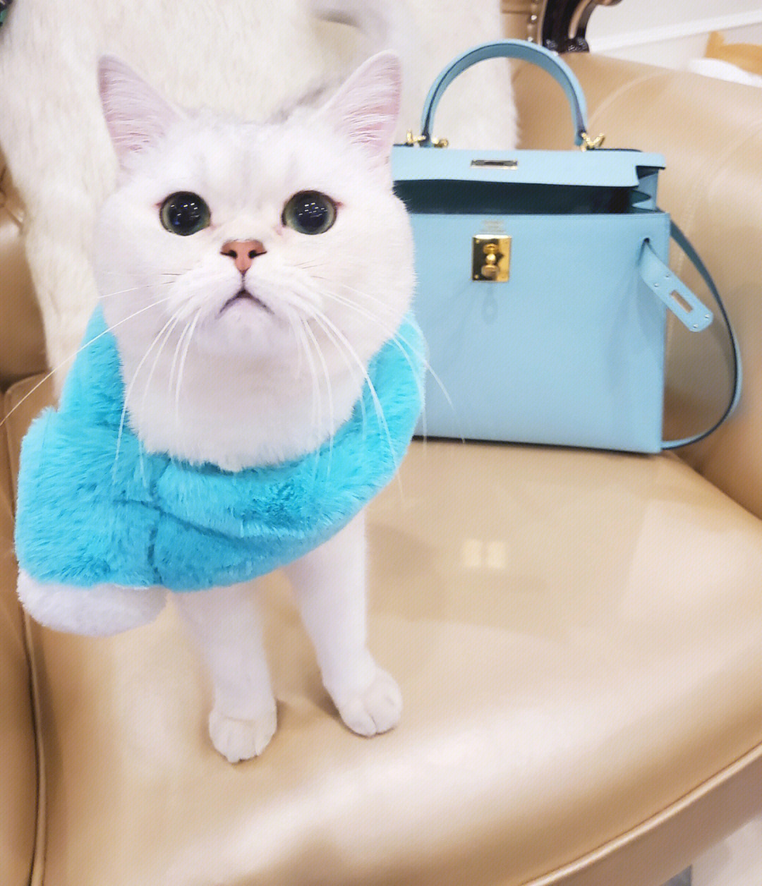 爱马仕#kelly#爱马仕kelly#tiffany蓝#我的猫#宠物