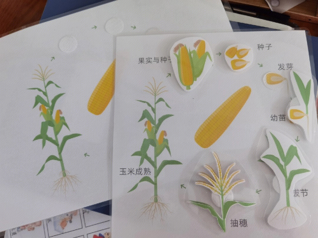 玉米生长过程表图片