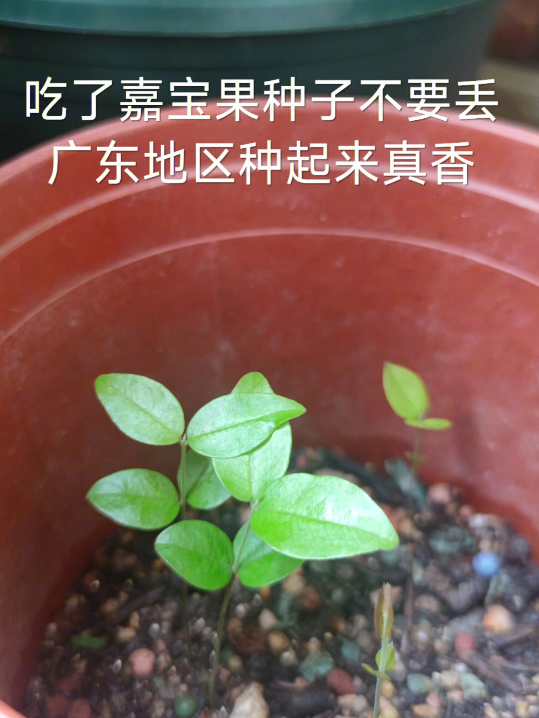 嘉宝果种子发芽图片