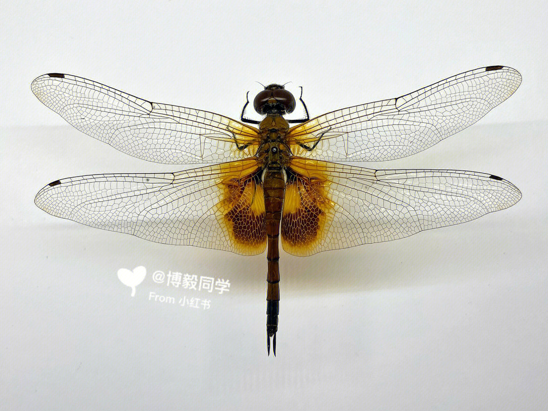 蜻蜓标本制作方法图片