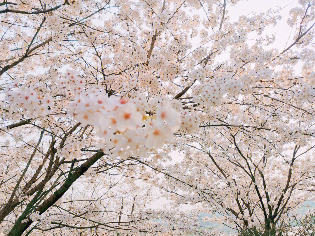 青龙湖吉野樱