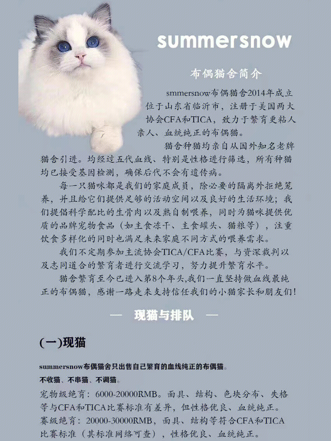 可爱的猫文案图片