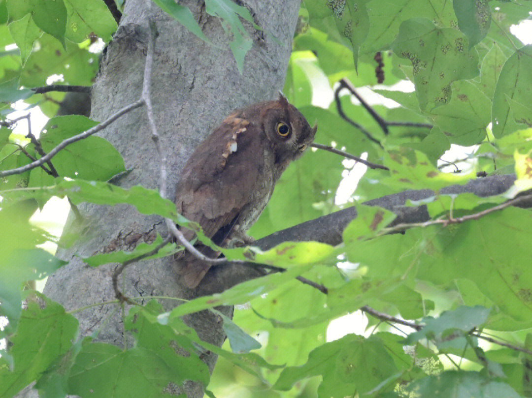 红角鸮幼鸟图片