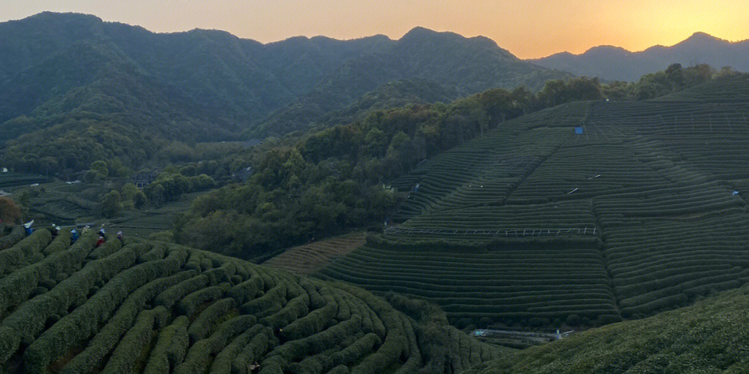 茶山