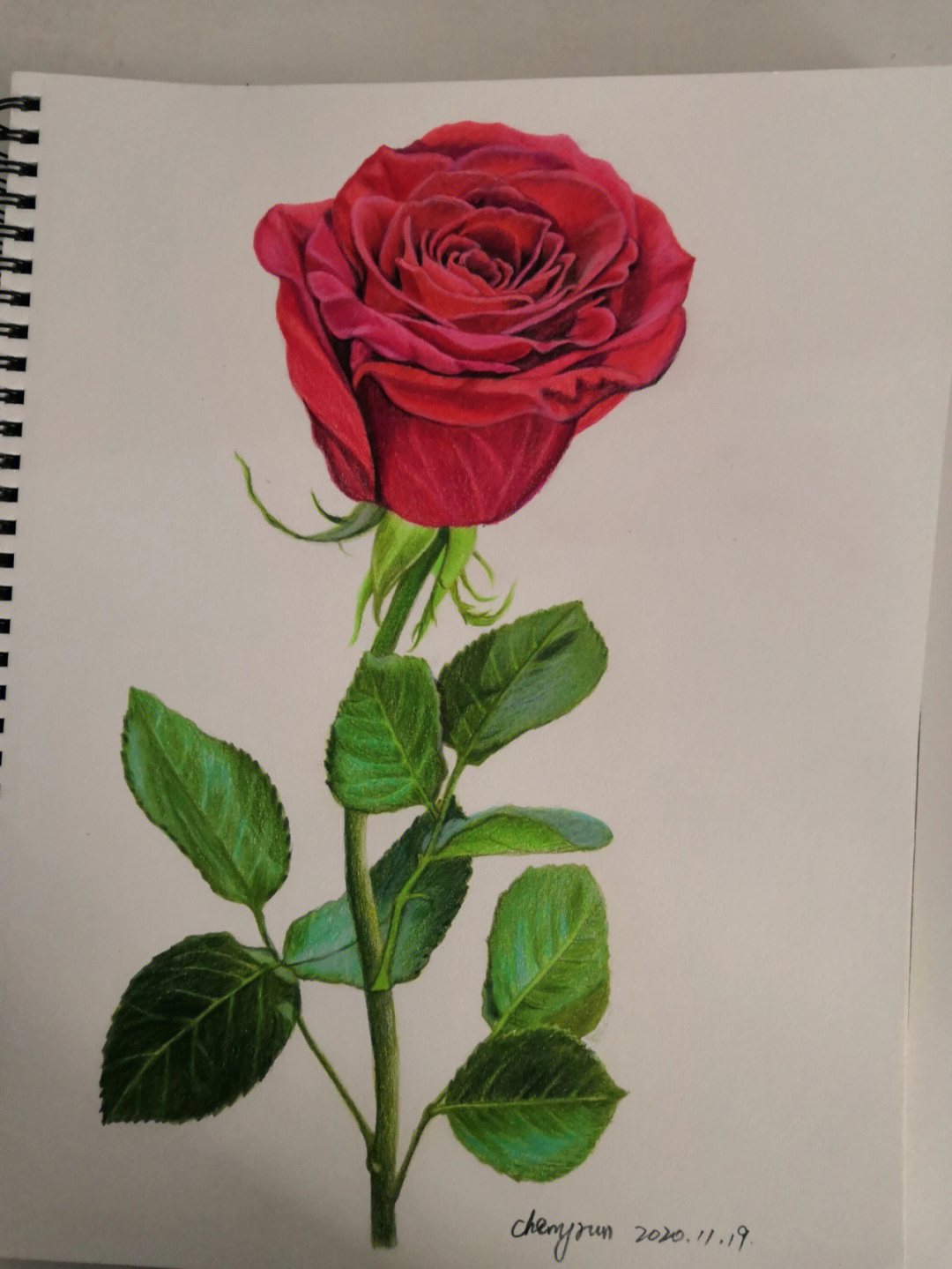 曾经画的一朵玫瑰花,祝我们的生活在风雨过后都是坦途,学习工作只有