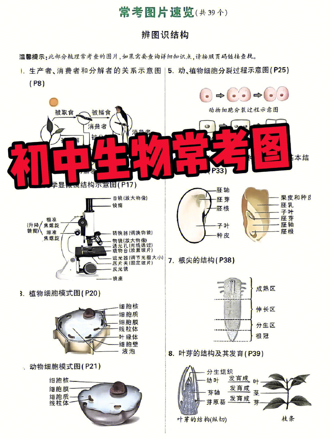 初中生物常考图速览