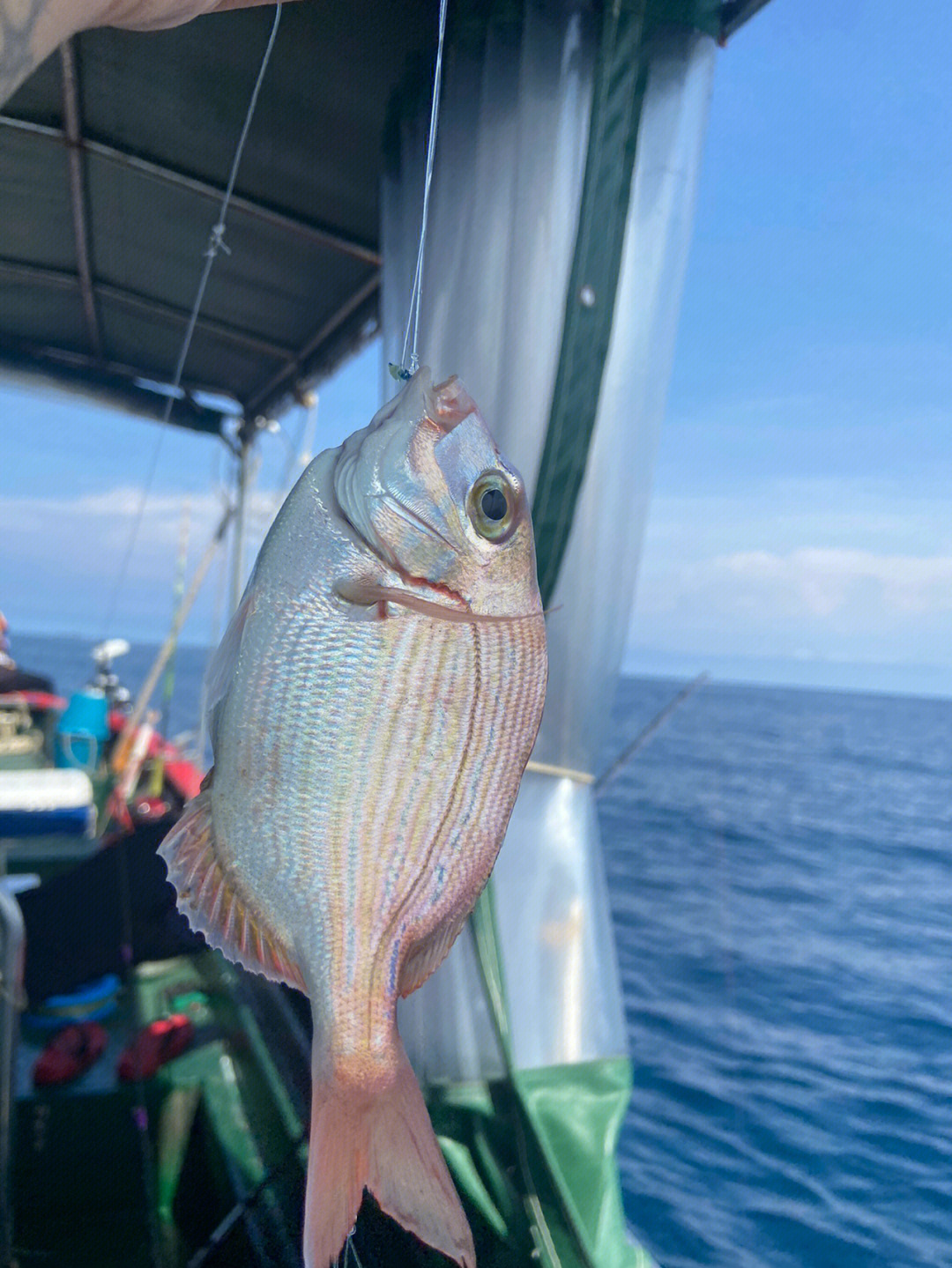 眼睛很大的海鱼图片