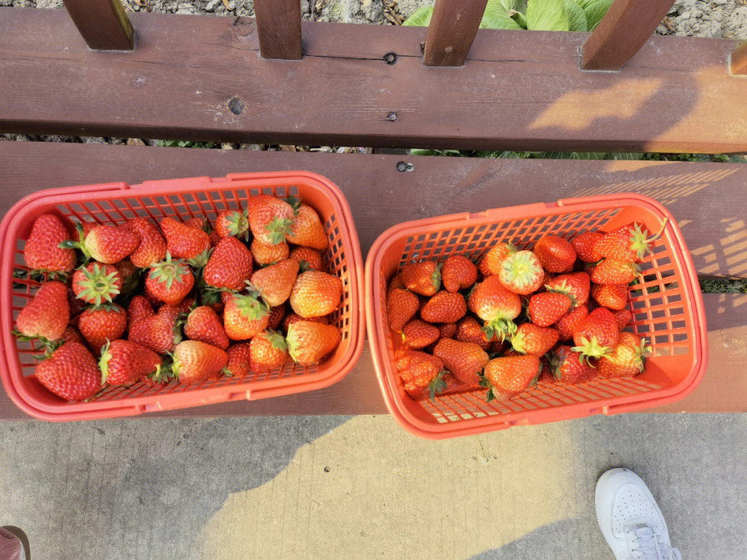深圳草莓园采摘时间图片