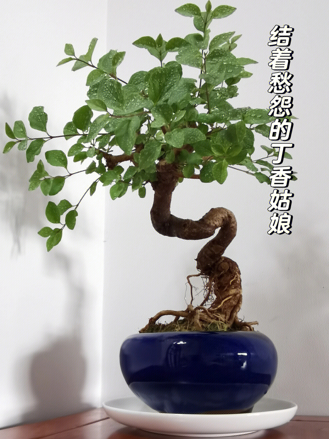 丁香花盆景制作图片