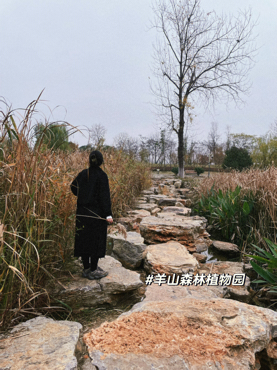 羊山森林植物园简介图片