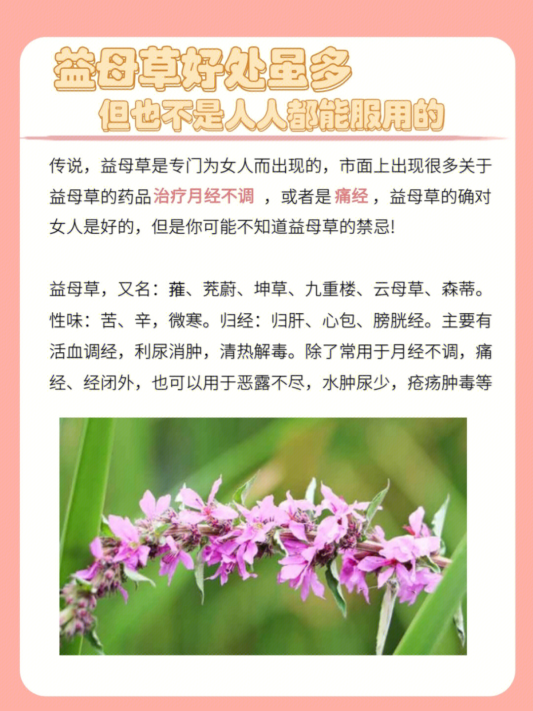 蚊母草图片功效作用图片