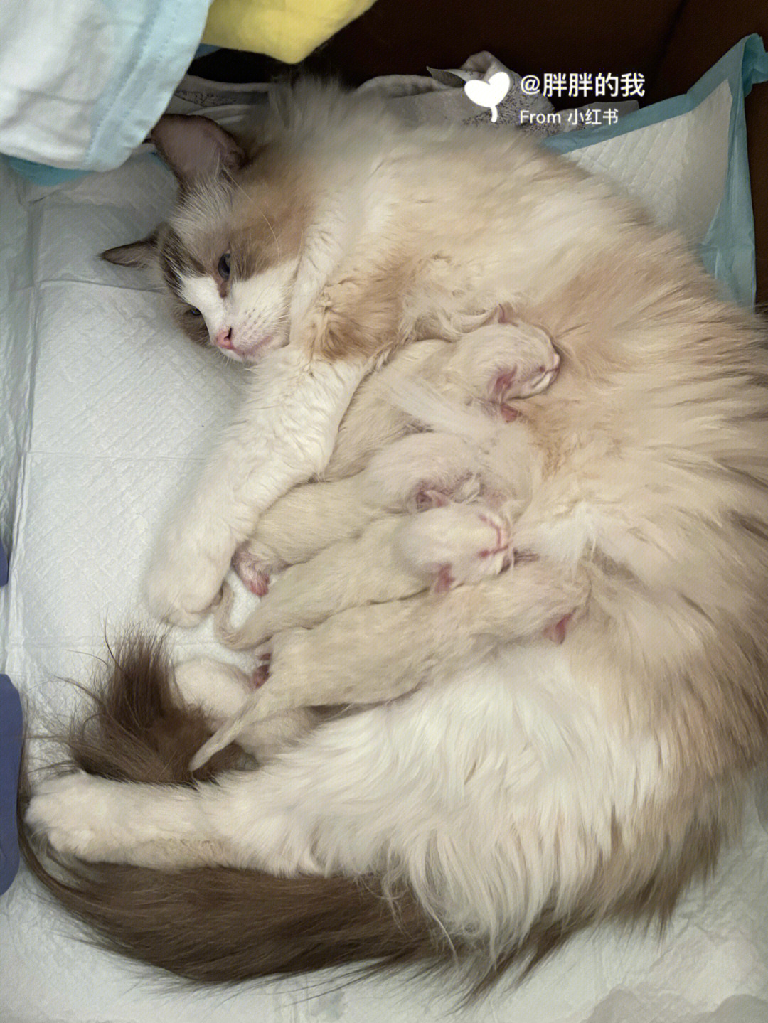 布偶猫宝宝出生第三天