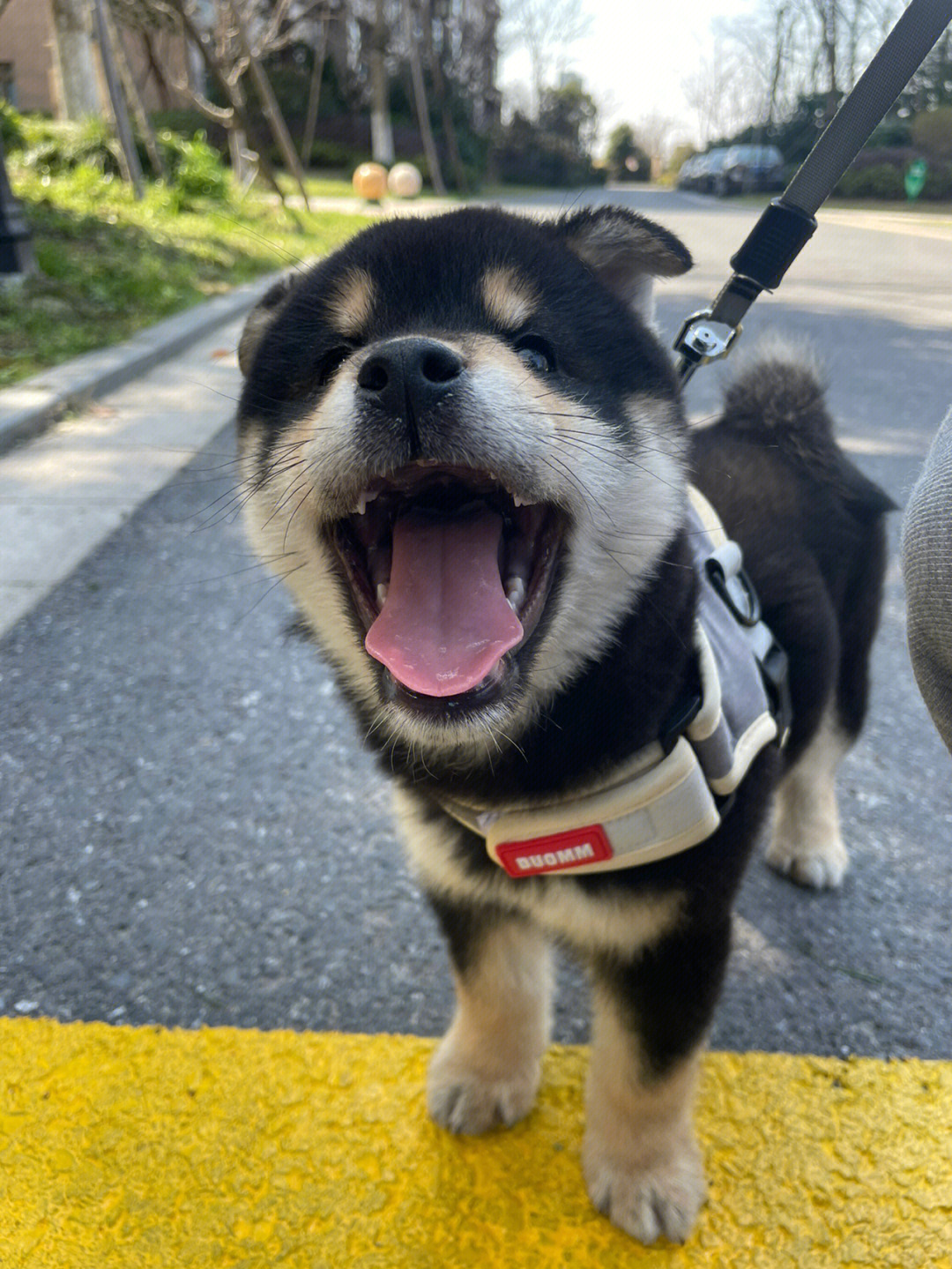 土狗会立耳吗图片