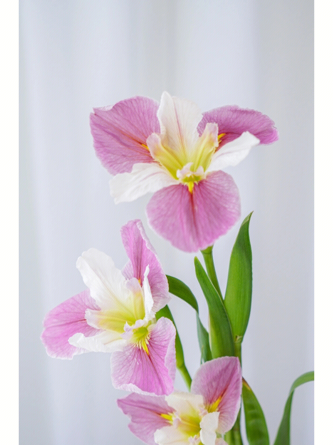 粉色鸢尾花的花语图片