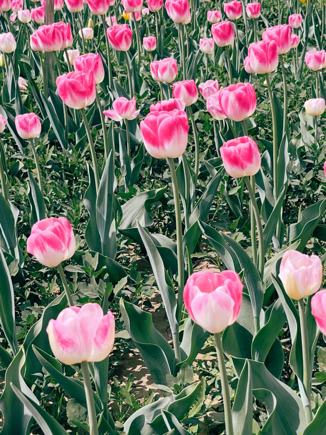 长阳公园郁金香花展图片