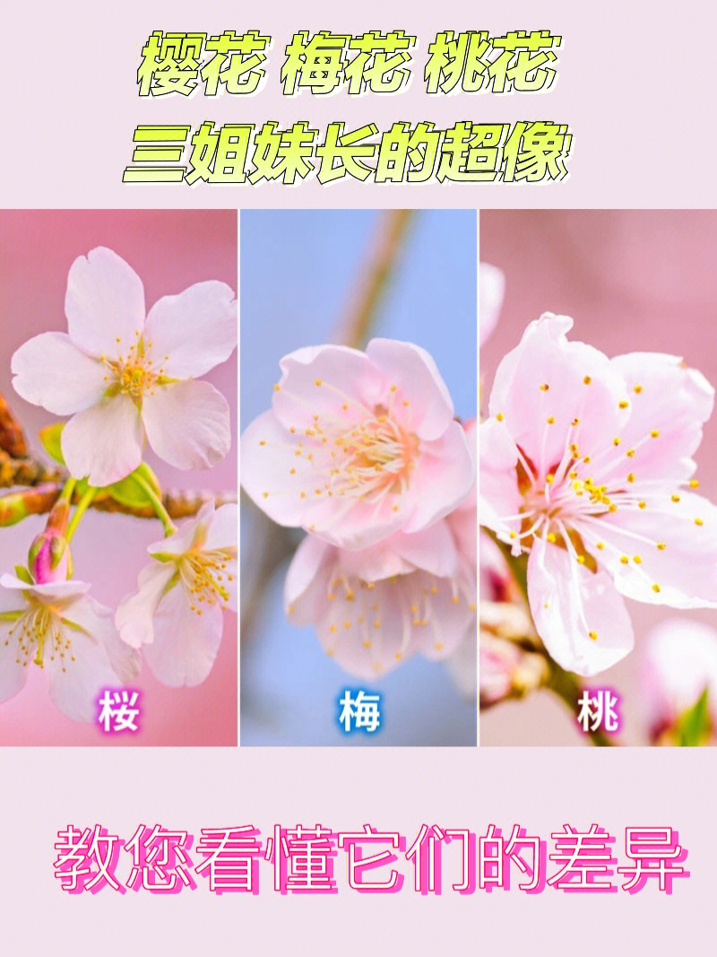 教您一眼就能分辨樱花梅花桃花的差异