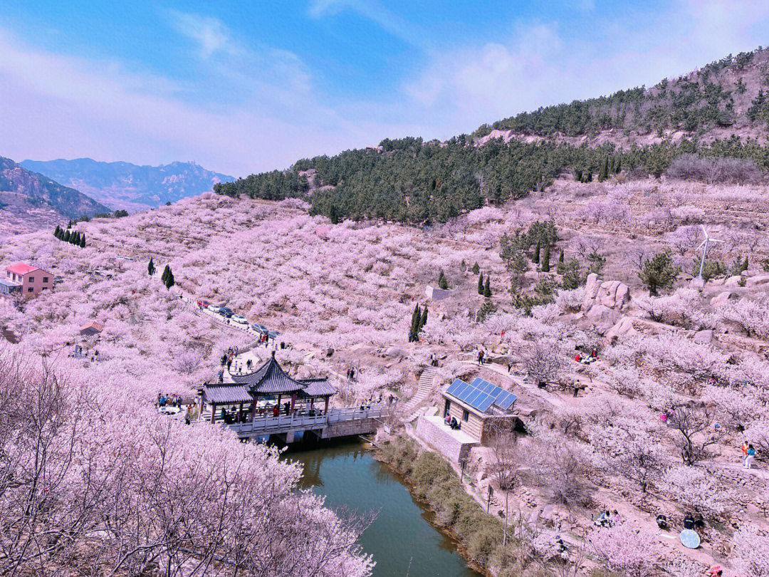 樱桃花几月开图片