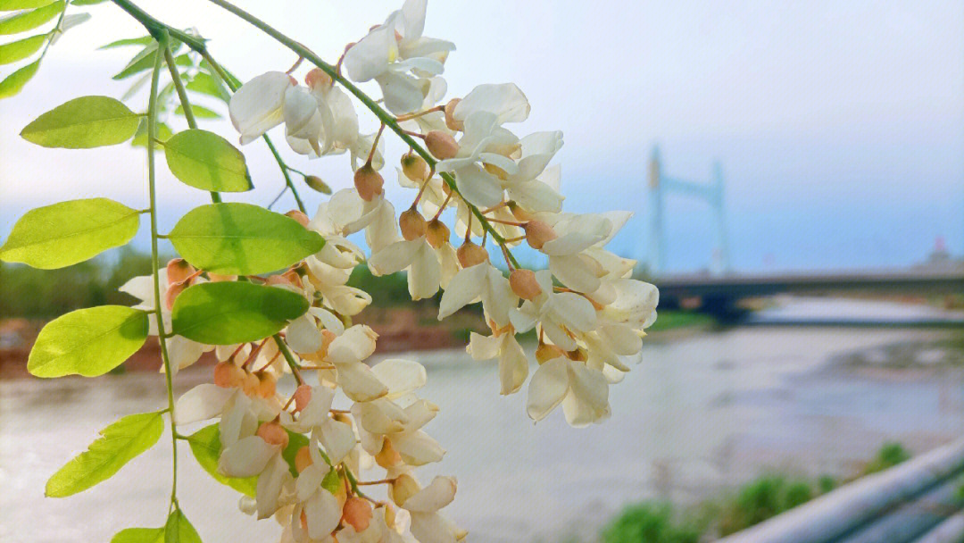 又是一年槐花飘香