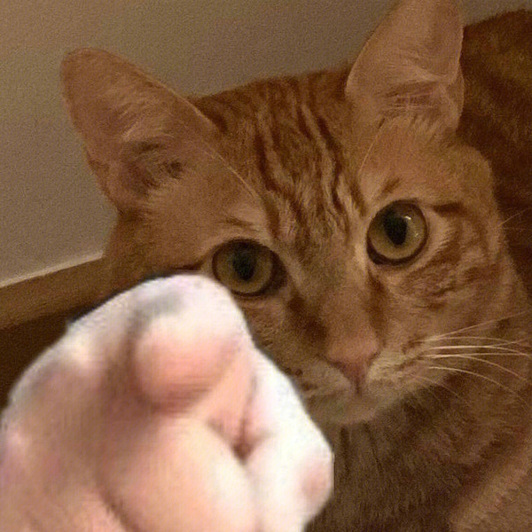 一只猫指着人的头像图片