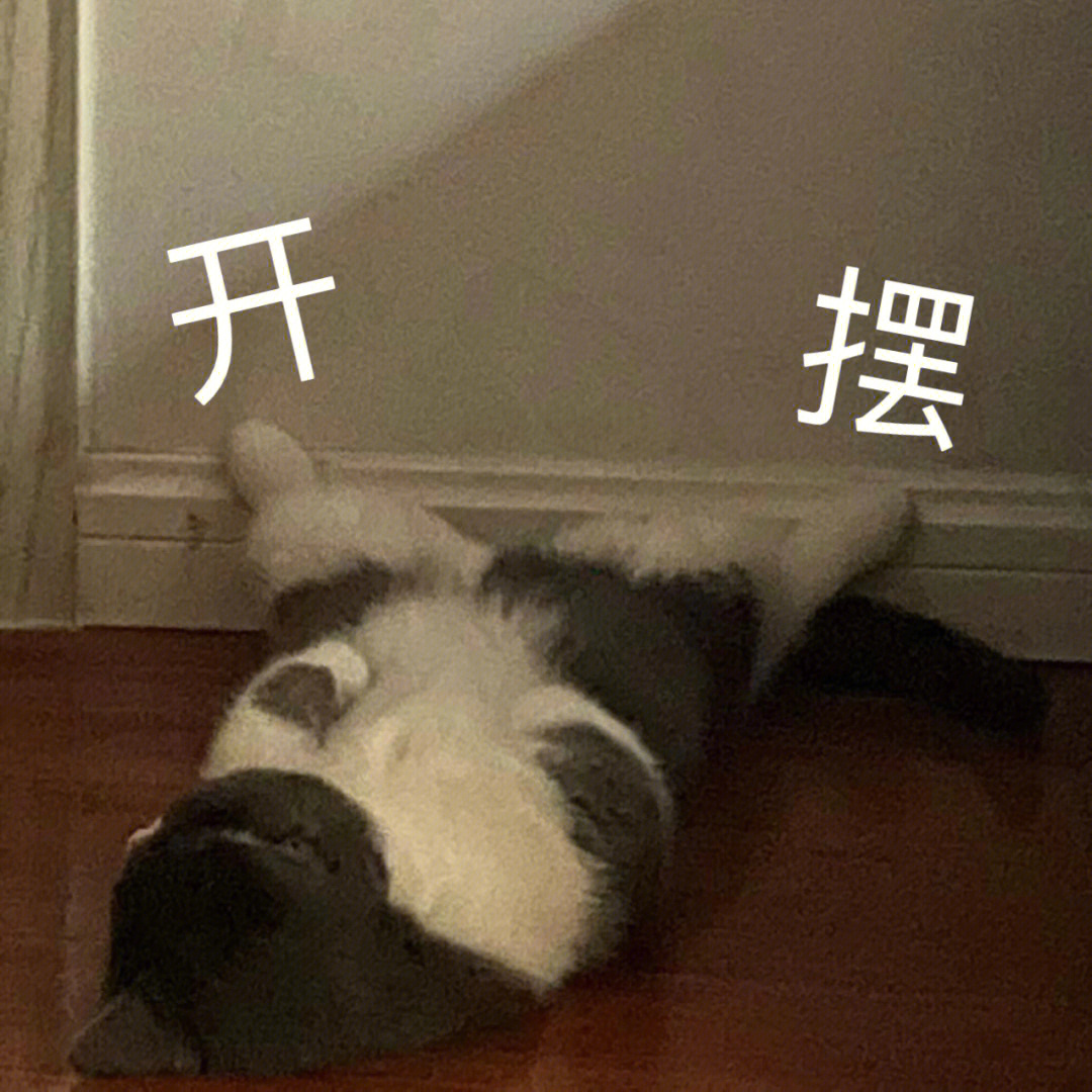 猫猫摆烂表情包图片