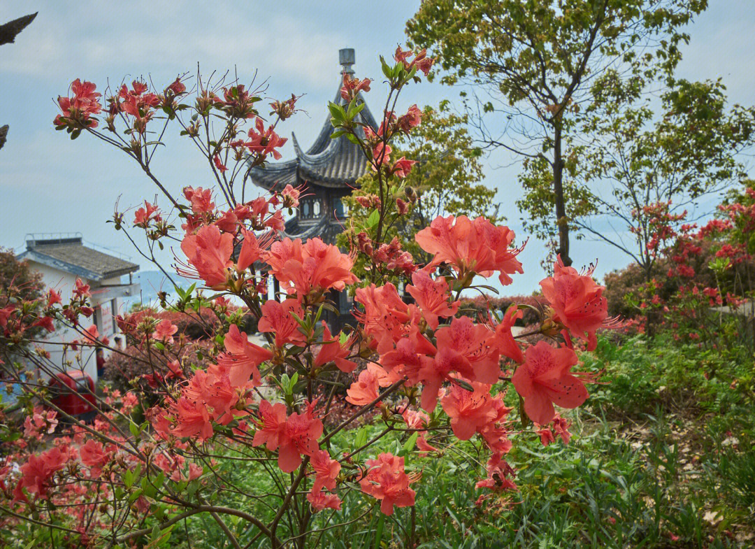 东山杜鹃花